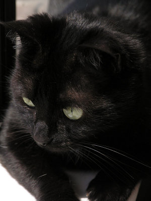 Alvin Watching a Lizard