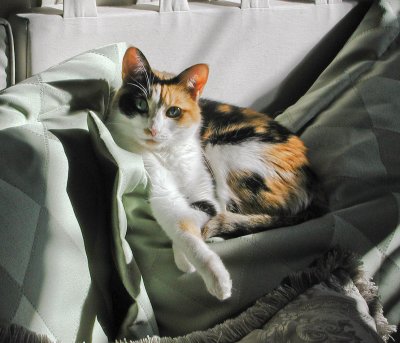 Gracie in the Sunshine