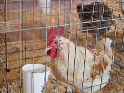 Chicken