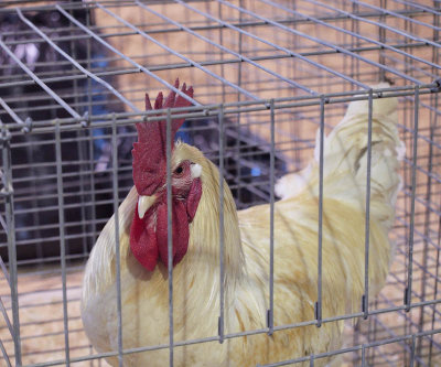 Chicken