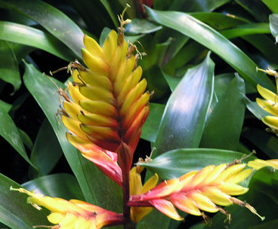 Flower in Conservatory