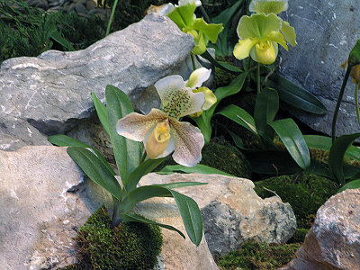 Orchid in Conservatory