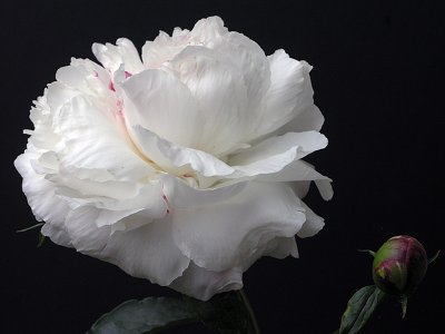 White Peony