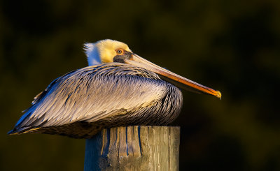 Pelican on cold morning