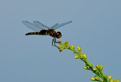 Dragonfly