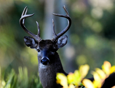 White-tailed Buck