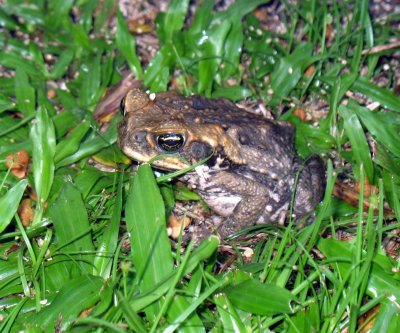 Toad in our yard