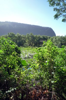 taro patch