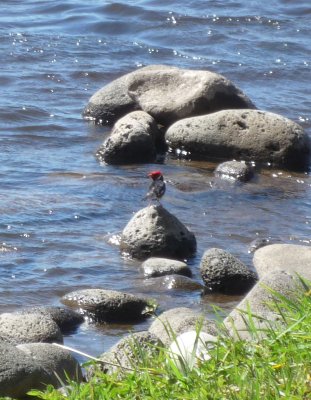 bathing bird.