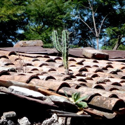 Cactus in roof tiles