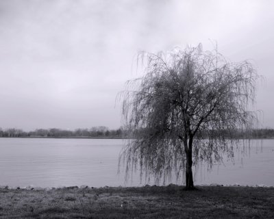 Tree by the River