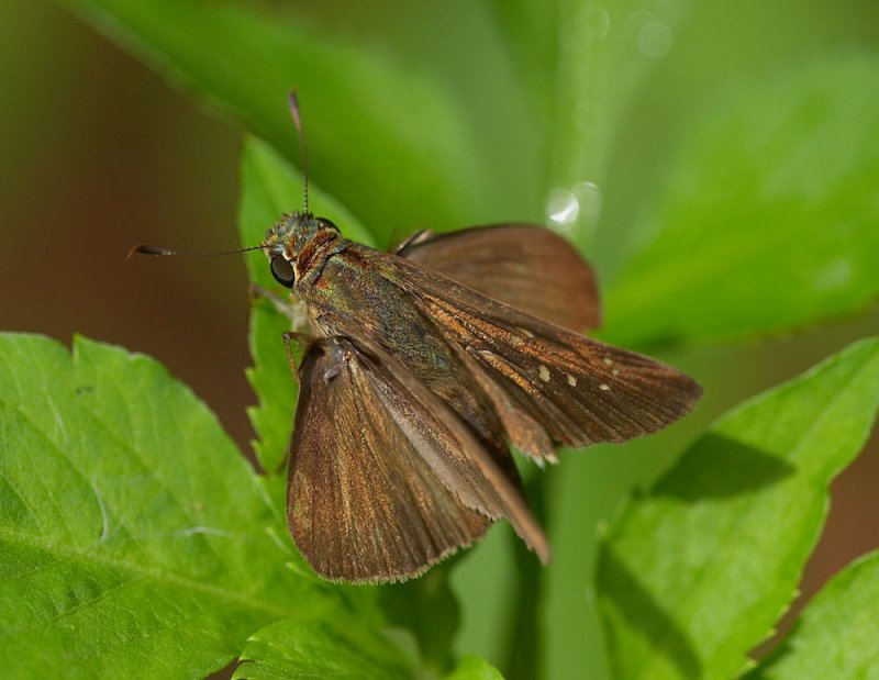Little Banded Swift 南亞谷弄蝶 Pelopidas agna