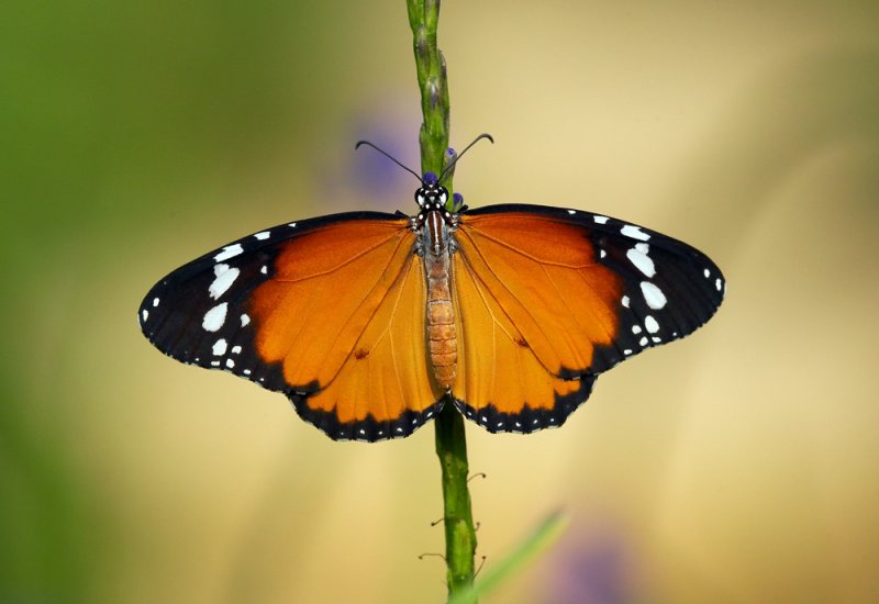 Plain Tiger 金斑蝶 Danaus chrysippus
