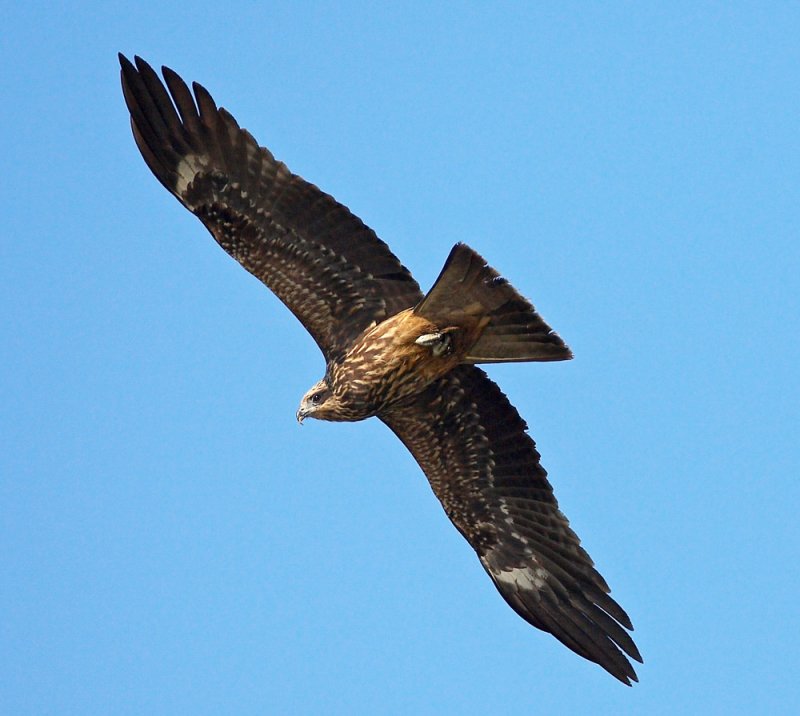 Black-eared Kite  麻鷹