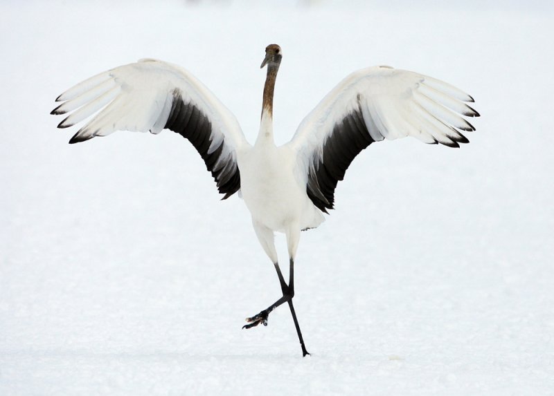 A dancing juvenile crane