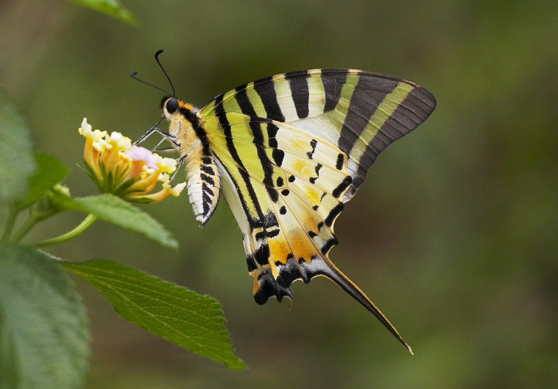 Five-bar Swordtail 綠鳳蝶 Pathysa antiphates