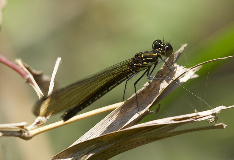 Common Blue Jewel (female) 三斑鼻蟌 Rhinocypha perforata