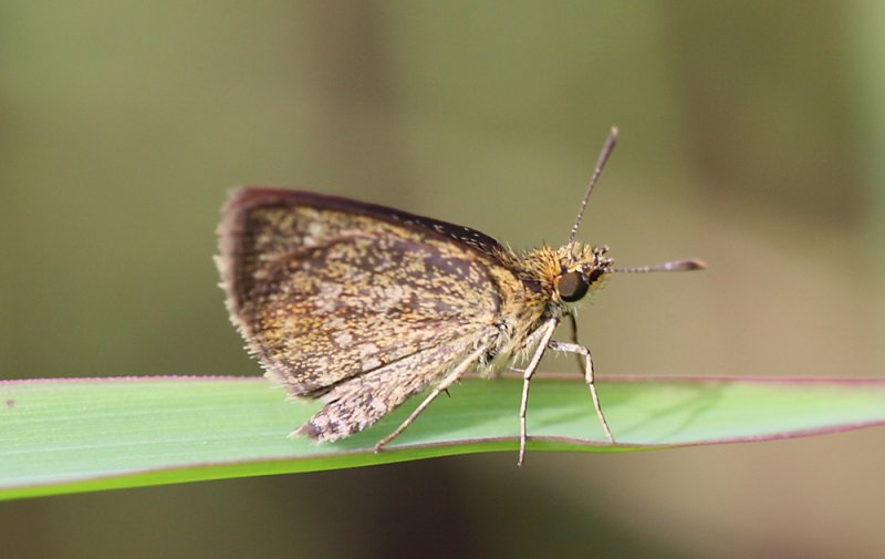 Aeromachus jhora 寛鍔弄蝶