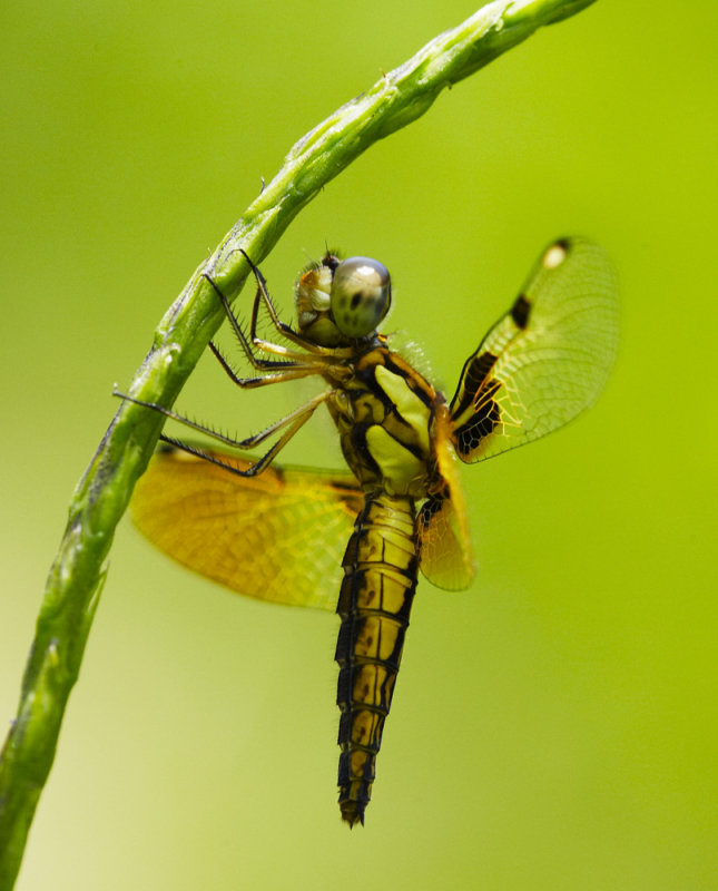 Asian Widow 六斑曲緣蜻 Palpopleura sexmaculata