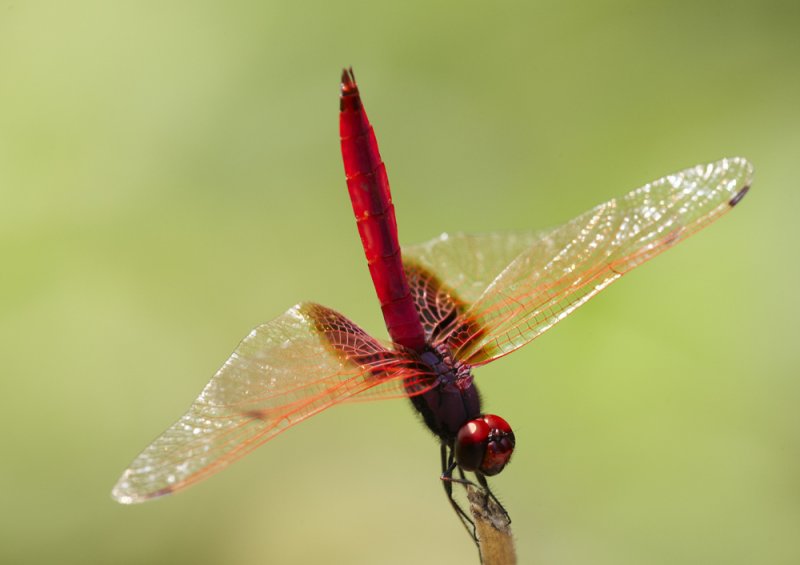 Crimson Dropwing 曉褐蜻 Trithemis aurora