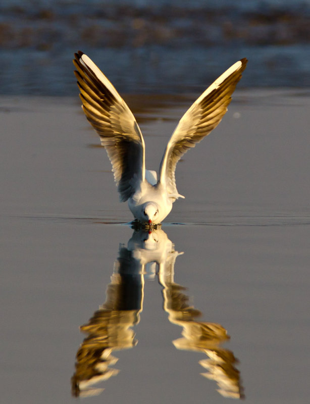 Black-headed Gull 紅咀鷗
