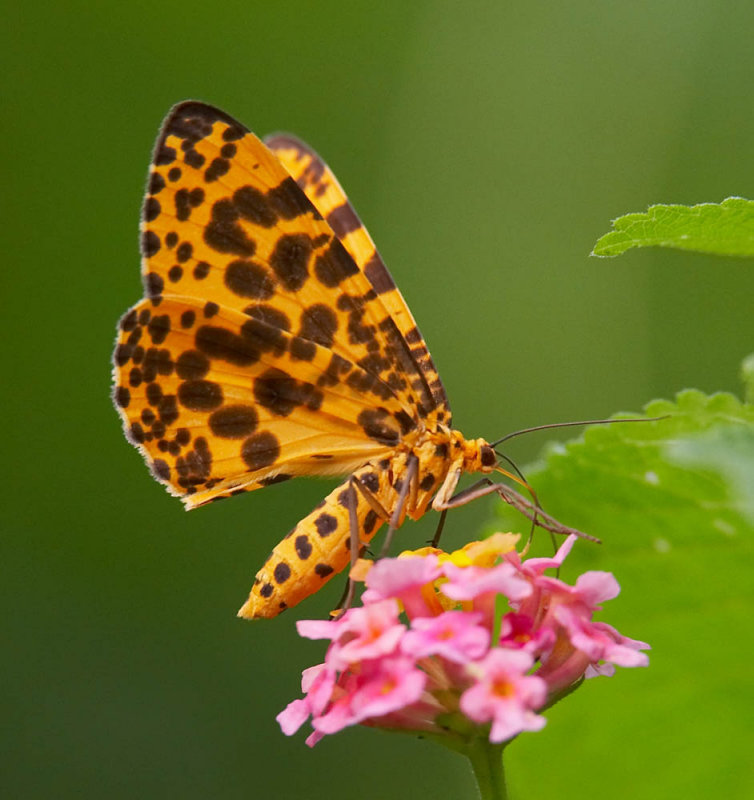 Obeidia tigrata neglecta 擇長翅尺蛾