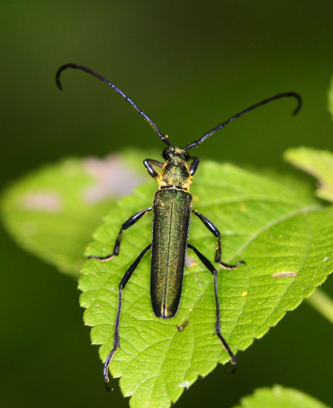 Long-horned Beetle 綠天牛 Chelidonium sp.