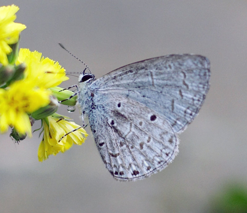 Pale Hedge Blue 珍貴嫵灰蝶 Udara dilecta
