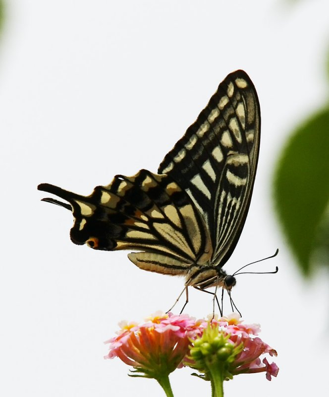 Swallowtail 柑橘鳳蝶 Papilio xuthus