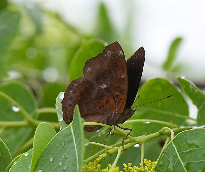 Black Prince (male) 羅蛺蝶（雄）Rohana parisatis