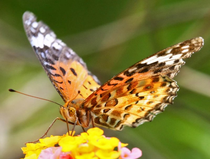 Indian Fritillary (female) 斐豹蛺蝶（雌）Argyreus hyperbius