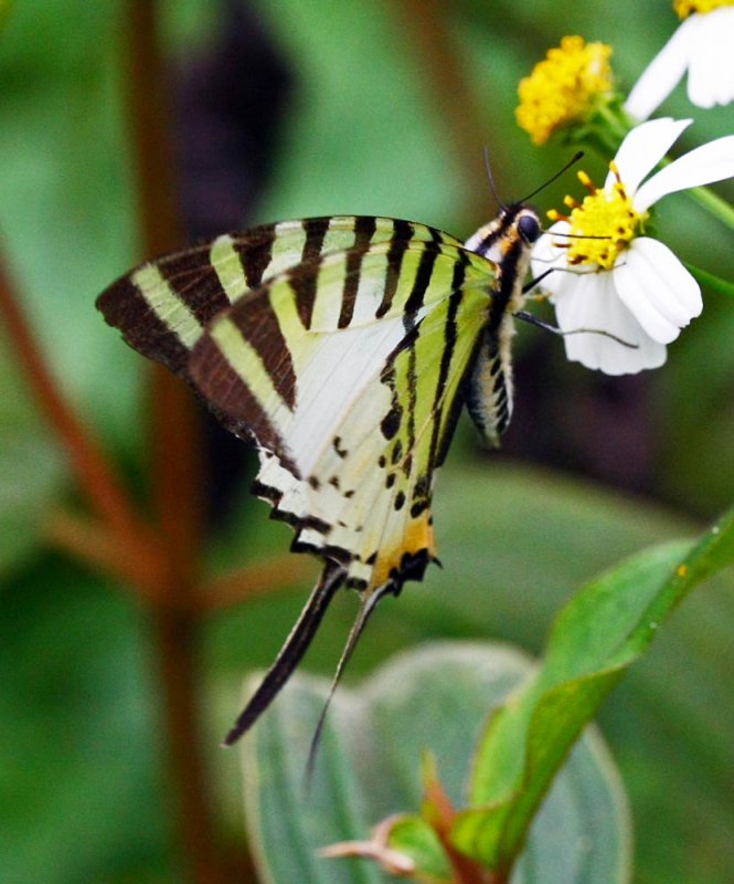Five-bar Swordtail 綠鳳蝶 Pathysa antiphates