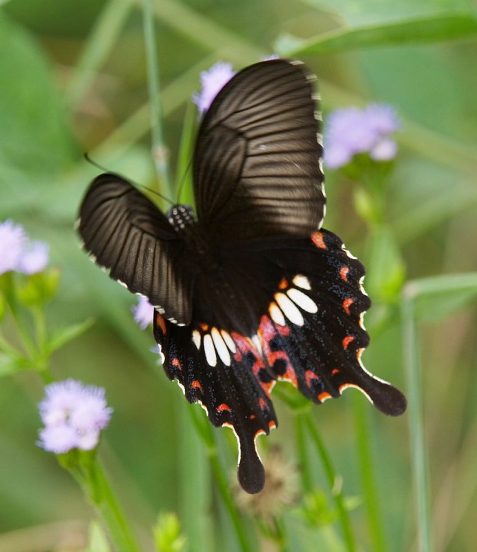 Common Mormon (female) 玉帶鳳蝶 Papilio Polytes (Form polytes)