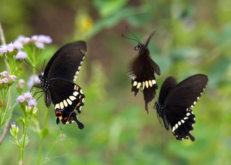 Common Mormon 玉帶鳳蝶 Papilio Polytes (Form mandane)