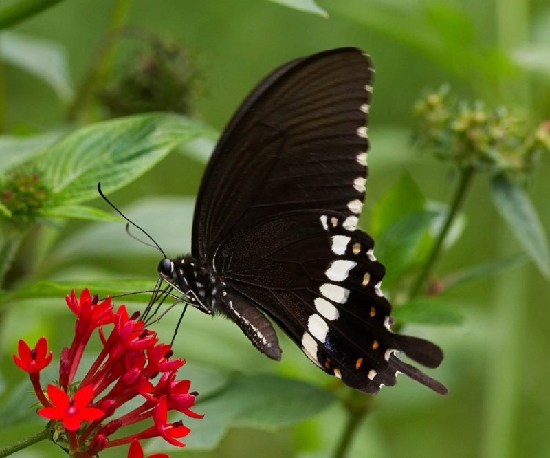 Common Mormon 玉帶鳳蝶 Papilio Polytes (Form mandane)