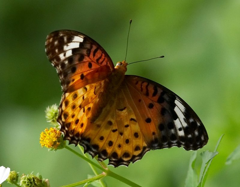 Indian Fritillary (female) 斐豹蛺蝶（雌）Argyreus hyperbius