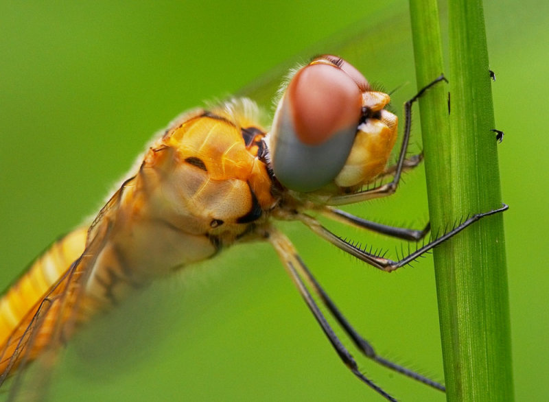 Crimson Darter (Female) 紅蜻 Crocothemis servilia