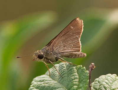 Oriental Straight Swift 么紋稻弄蝶 Parnara bada