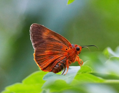 Orange Awlet 黑斑傘弄蝶 Bibasis oedipodea