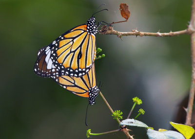 Common Tiger 虎斑蝶 Danaus genutia