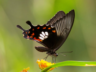 Common Mormon (female) 玉帶鳳蝶 Papilio Polytes (Form polytes)