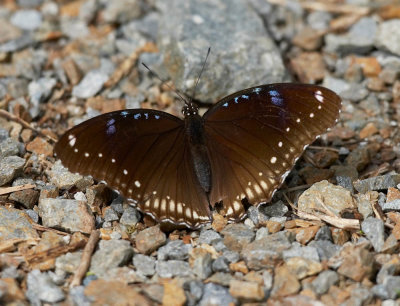 Great Egg-fly (female) 幻紫斑蛺蝶（雌）Hypolimnas bolina