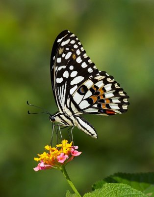 Papilionidae (Swallowtails)  鳳蝶