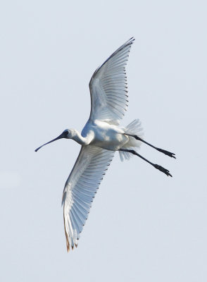 Black-faced spoonbill 黑臉琵鷺