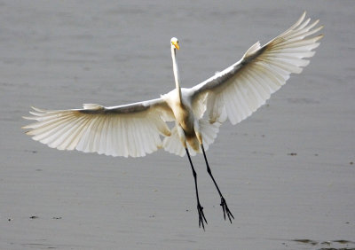 Great Egret 大白鷺