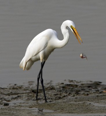 Dining Egret #3