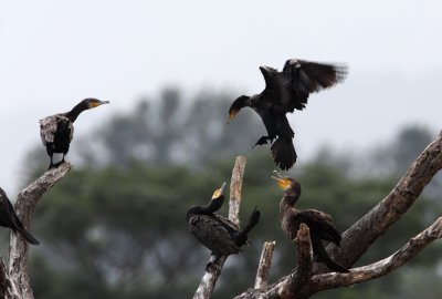 Cormorant