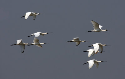 Black-faced spoonbill 黑臉琵鷺