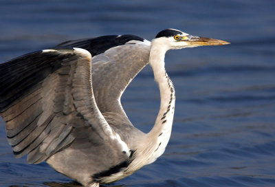 Grey Heron 蒼鷺