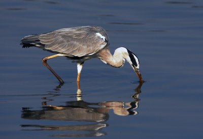 Grey Heron 蒼鷺